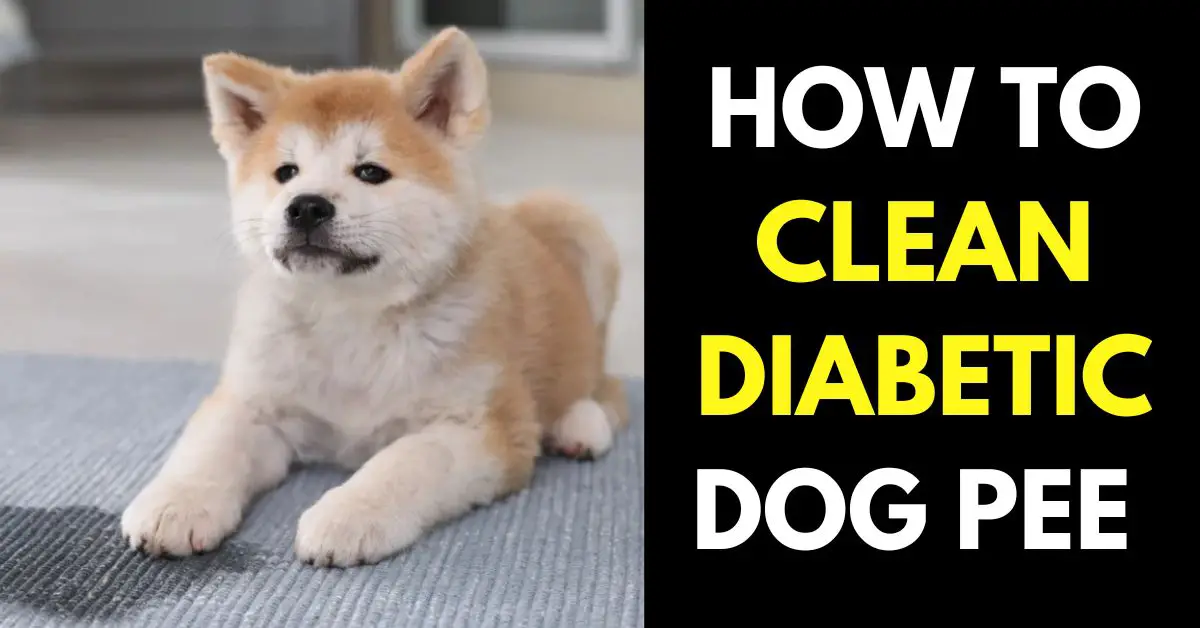 How to Clean Diabetic Dog Pee