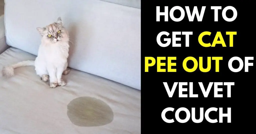 How To Get Cat Pee Out Of Velvet Couch 5 Simple Steps