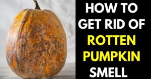How to Get Rid of Rotten Pumpkin Smell (5 Effective Ways)