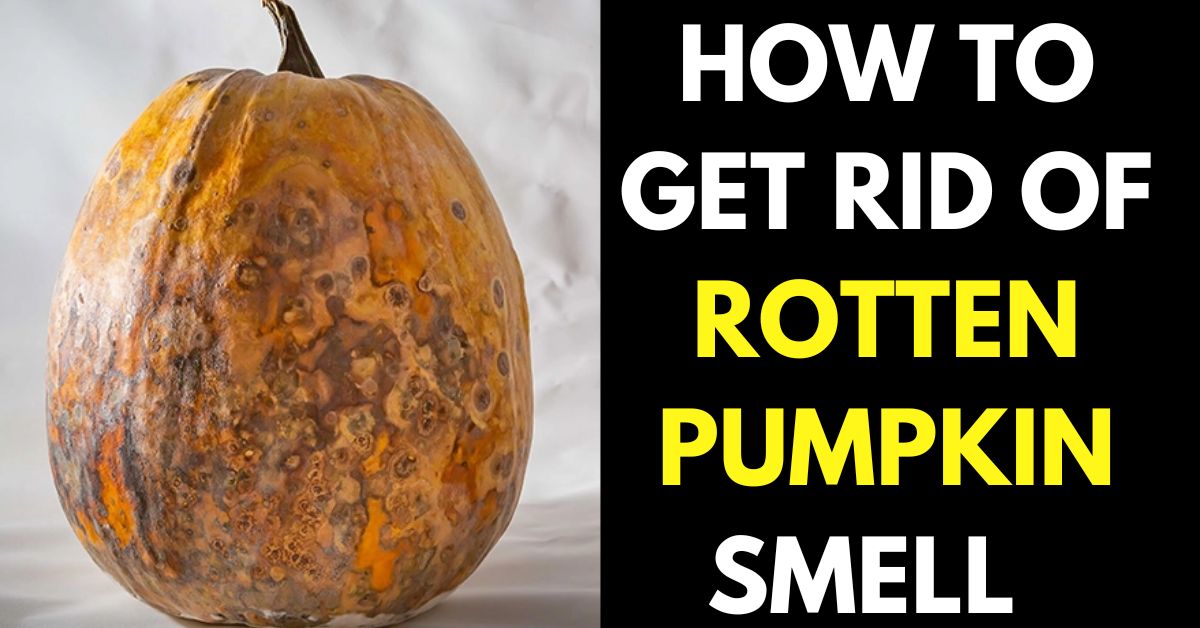How to Get Rid of Rotten Pumpkin Smell