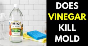 Does Vinegar Kill Mold on Different Surfaces? Learn More