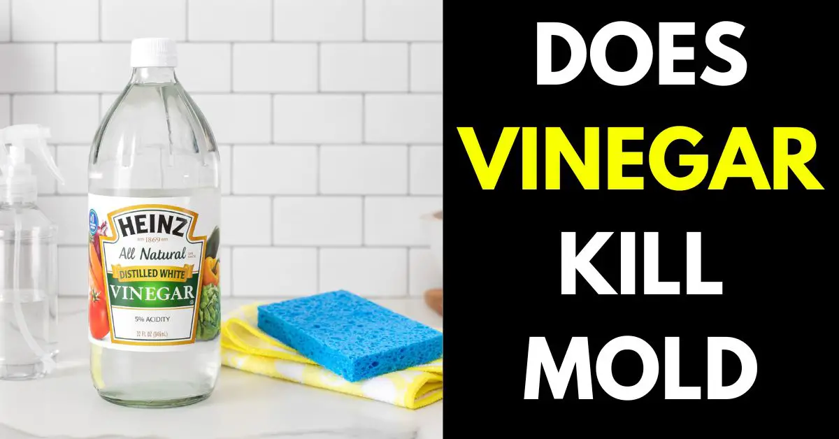 Does Vinegar Kill Mold