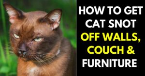 How to Get Cat Snot Off Walls, Couch, & Furniture