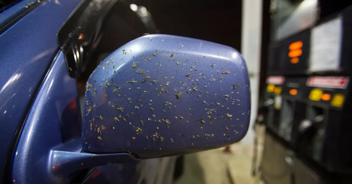 How to Remove Yellow Bug Stains from Car